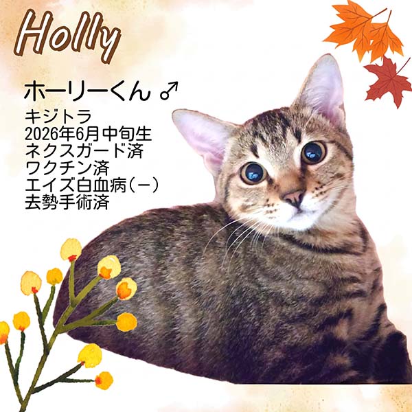 里親募集中の猫