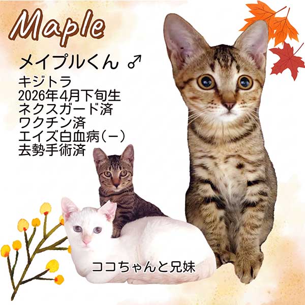 里親募集中の猫
