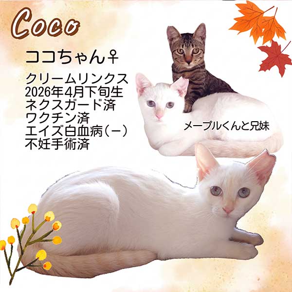 里親募集中の猫