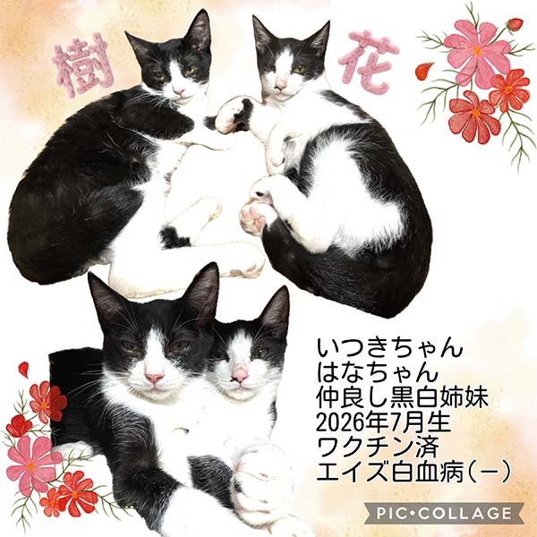 里親募集中の猫