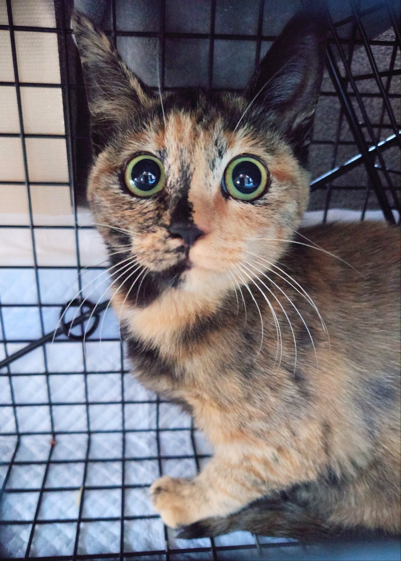 里親募集・家族が決まった猫