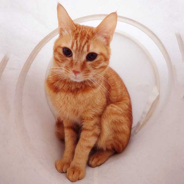 里親募集中の猫