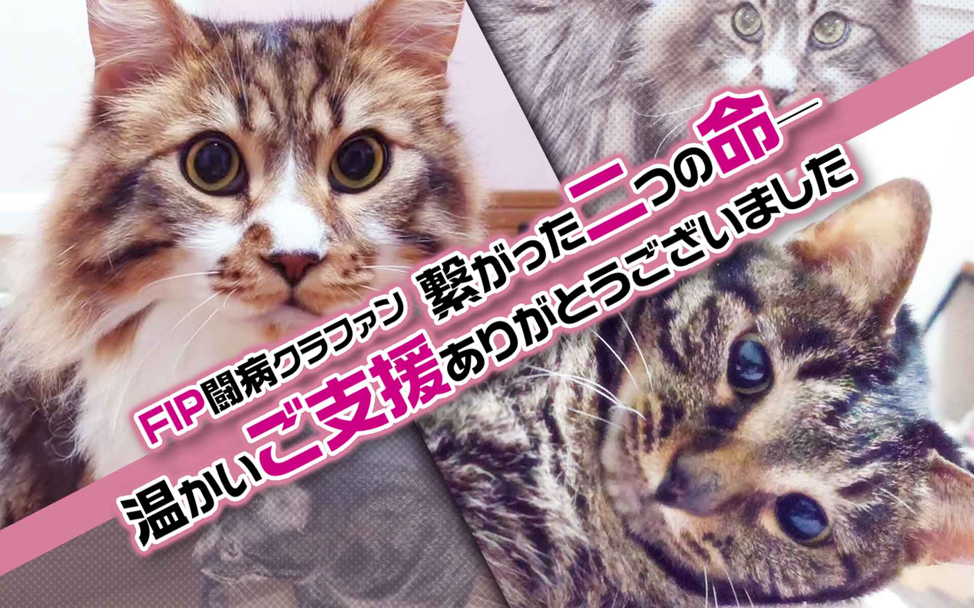 FIP闘病クラファン