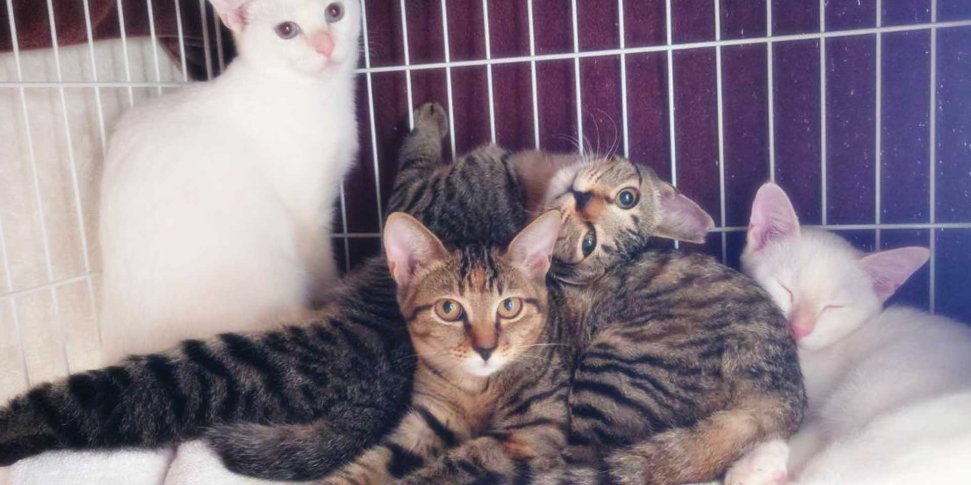 保護ケージの中で身を寄せ合ってこちらを見つめる可愛い子猫たち