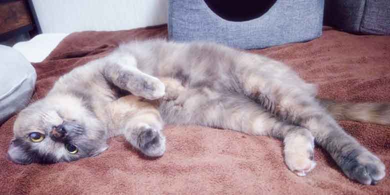 茶色い敷布団の上で手足を伸ばして幸せそうに仰向けでくつろぐサビ猫
