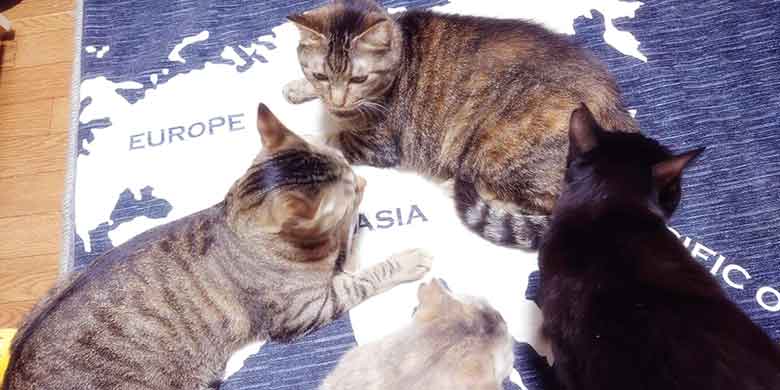 世界地図が描かれたラグの上で思い思いのリラックスした姿勢で集まる4匹の猫たち