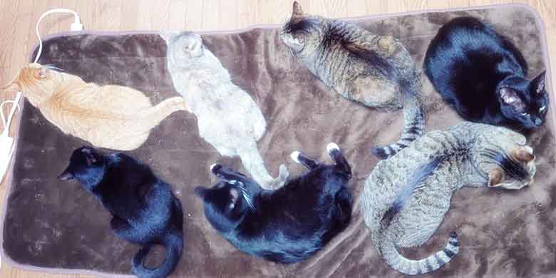 温かい冬用のペット用ホットカーペットの上に並んでぬくぬくと温まる6匹の保護猫たち