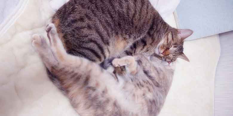 お互いの体を丸めて陰陽のマークのようにぴったりと寄り添って眠るキジトラ猫とパステルサビ猫