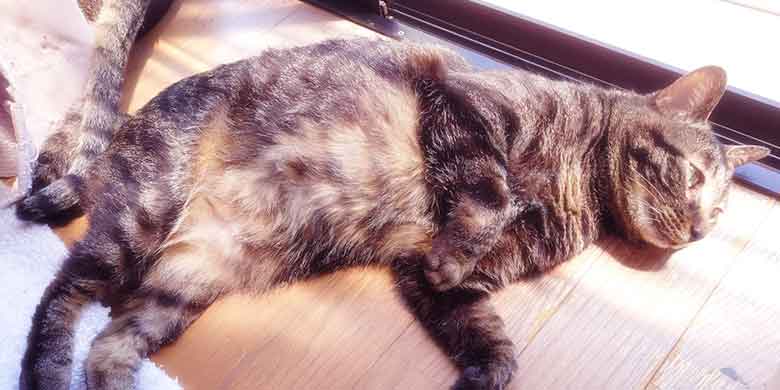 フローリングの床の上で日向ぼっこをしながら気持ちよさそうに横たわる大きなキジトラ猫