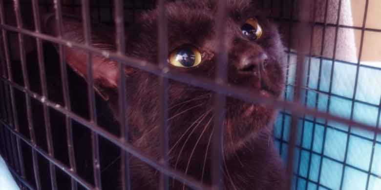 ケージの中で何かを見つめている保護された黒猫