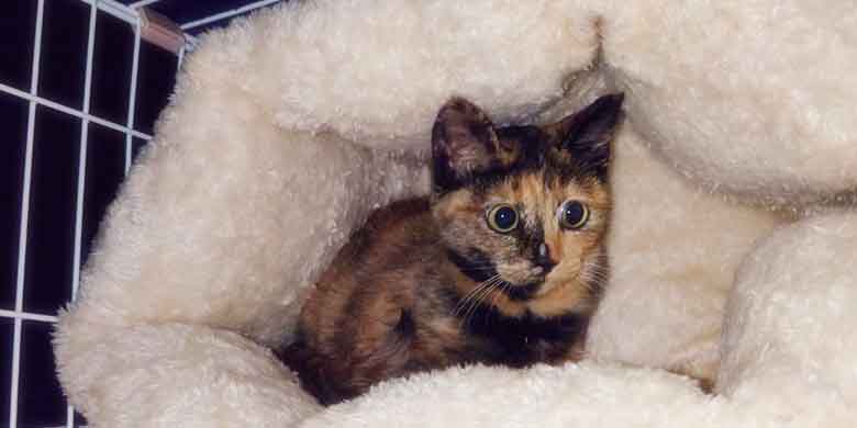 ケージの中でふかふかのベッドの中にいるサビの子猫