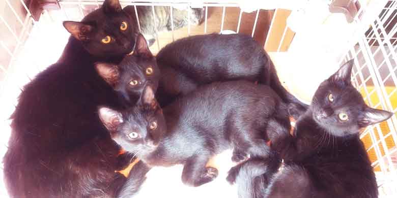 ケージの中で身を寄せ合い黄色い目を輝かせてこちらを見つめる黒猫の大家族