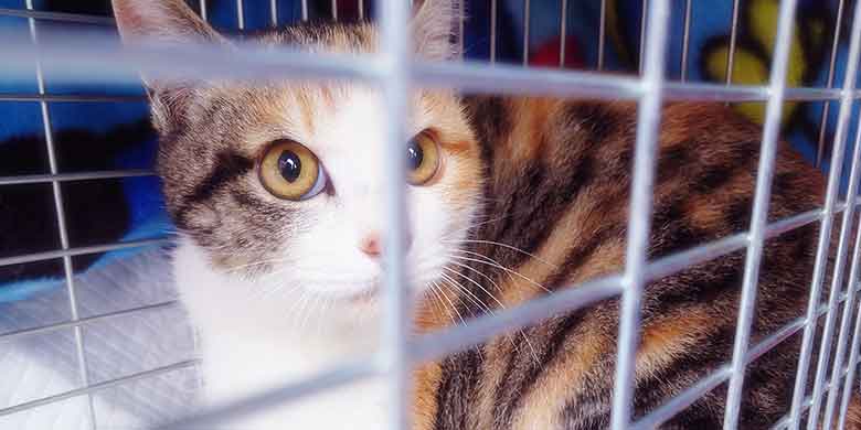 ケージから外を力強い瞳で見つめる保護された三毛猫