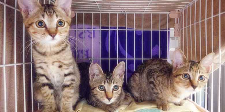 ケージの中で外の何かを見つめるキジトラの子猫3匹