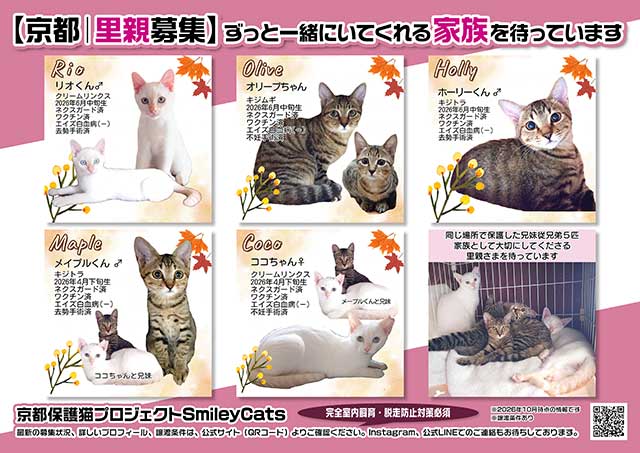 京都保護猫プロジェクト 里親募集の猫たちのチラシ（印刷用・A4）