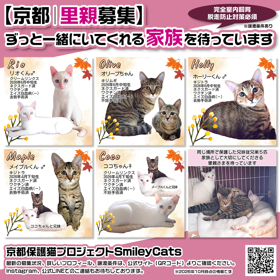 京都保護猫プロジェクト 里親募集の猫たちのチラシ（SNS拡散用・正方形）