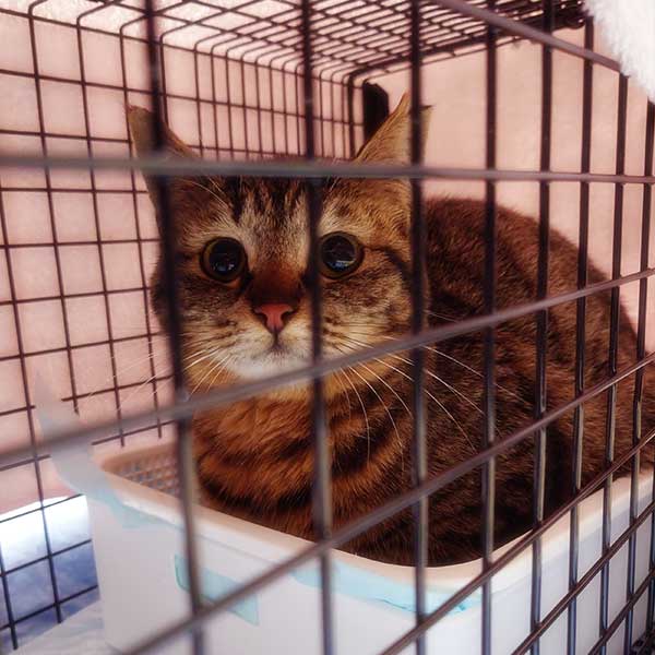 捕獲機にかかり香箱座りでこちらを見つめるキジトラ猫
