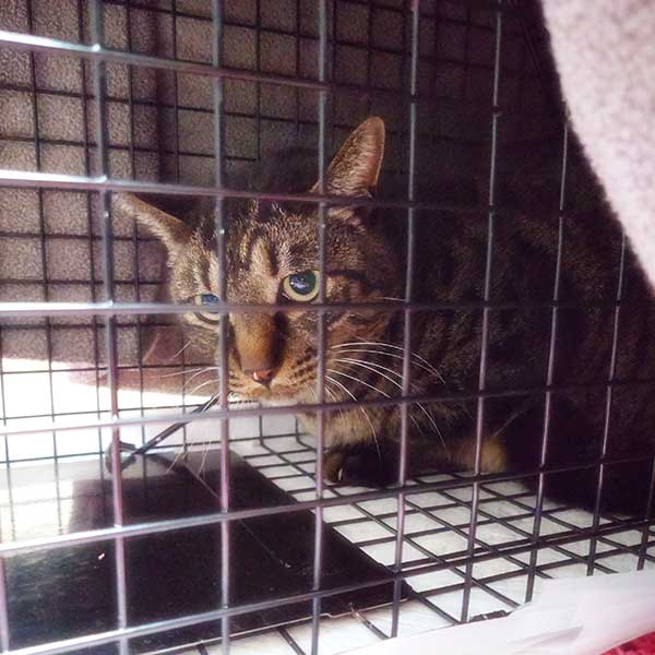 捕獲機にかかり不審気にこちらを見つめるキジトラ猫