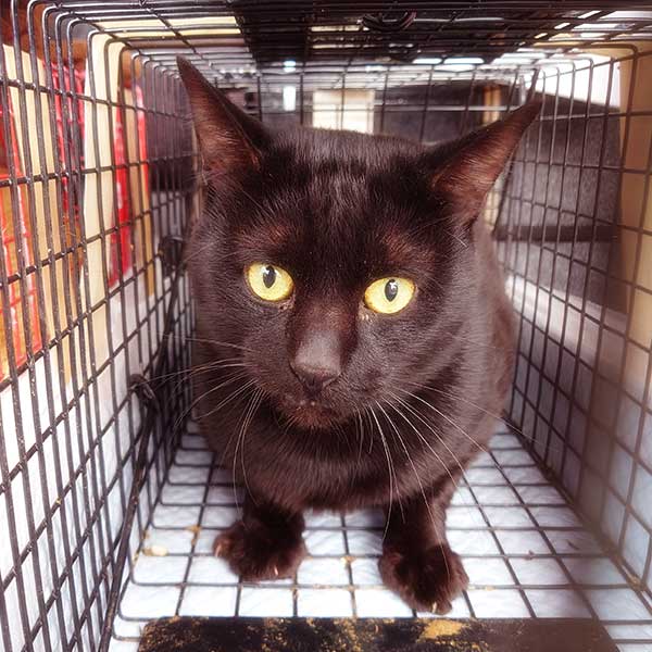 捕獲機にかかり困惑している黒猫