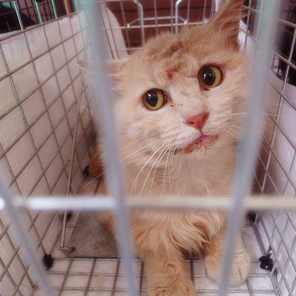 捕獲機にかかり少しケガをしている猫