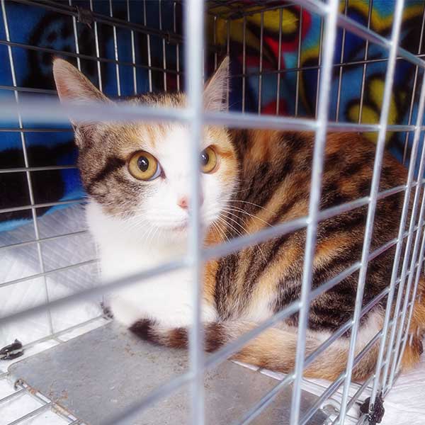 捕獲機にかかり外を眺めている三毛猫